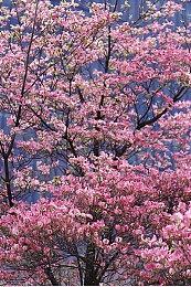 《女神异闻录3携带版》上线Steam 明年1月19日发售