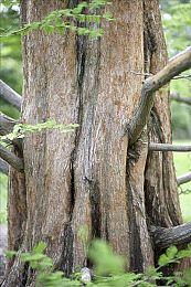 银河冒险才刚刚开始！ 《马力欧+疯狂兔子 星耀之愿》后续更新内容公布